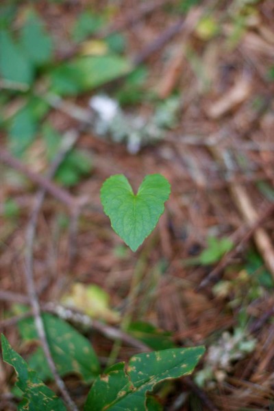 Understanding the Law of Attraction